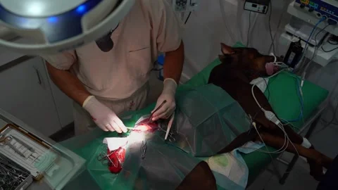 Surgery operation veterinary incision Vídeo Stock 248512934