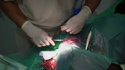 Surgery operation veterinary suture Stock-Footage 248513106