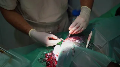 Surgery operation veterinary suture Vídeo Stock 248513312