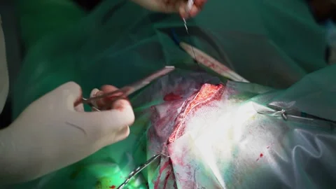 Surgery operation veterinary suture Stock Footage 248513320