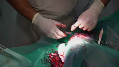 Surgery operation veterinary suture video Vídeo Stock 248513237