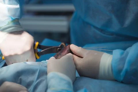 Surgery on a pets broken limb. Two surgeons perform surgery on an animal using Stock-Fotos