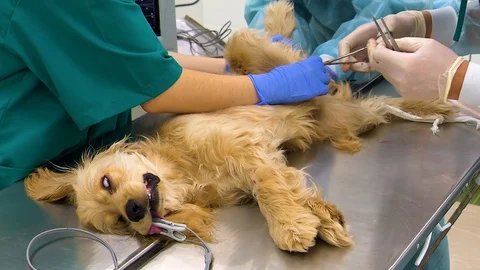 Surgery at the Veterinary Clinic. Sterilization of Dogs Stock Footage 101323874
