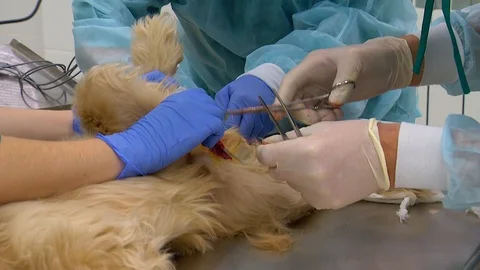 Surgery at the Veterinary Clinic. Sterilization of Dogs Stock Footage 101324026