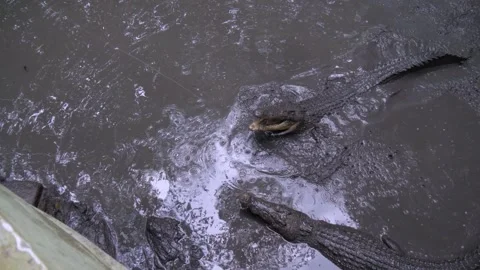 Surges forth, with lightning’s grace, devouring food, leaving no trace Stock Footage 280450668