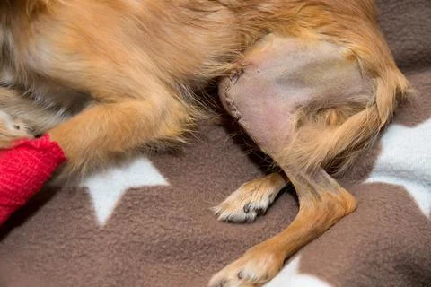 Surgical correction of anatomic abnormalities. Bone reconstruction Stock Photos