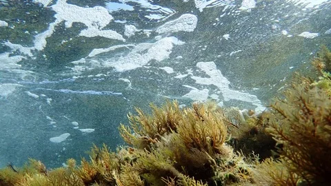 Surging water waving over brown algae at Mediterranean sea Stock Footage 85343846
