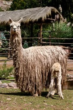 Suri alpaca Stock Photos
