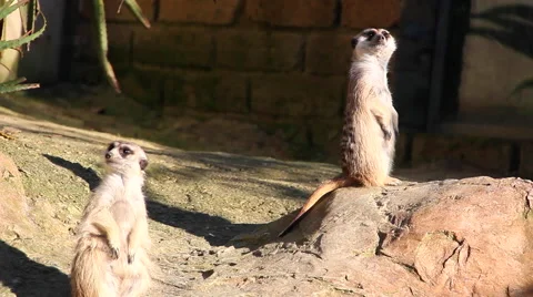 Suricata couple Stock-Footage 46303725