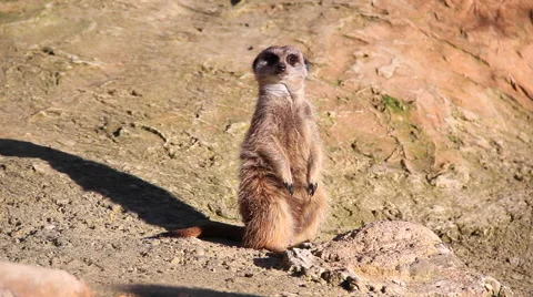 Suricata looking around Stock Footage 46660994