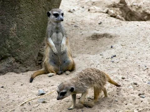Suricata Stock Photos