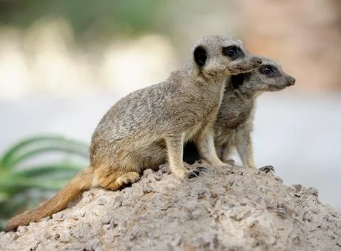 Suricata Stock Photos