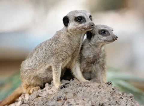 Suricata Stock Photos