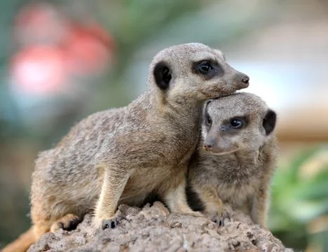 Suricata Stock Photos