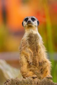 Suricata is posing with colour background Foto stock