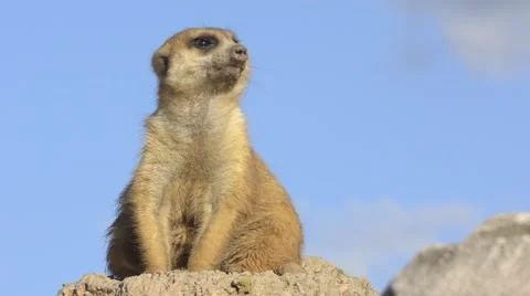 Suricata sitting on a rock. Video stock 43173791