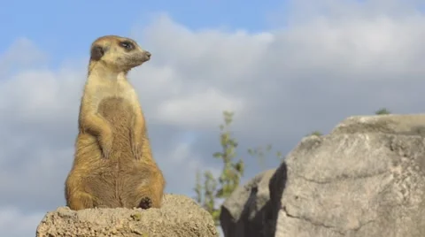 Suricata standing on a rock. Video stock 43175789