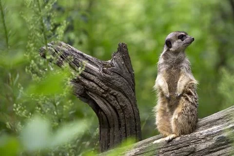 Suricata on a tree Stock Photos