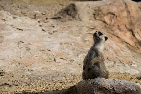 Suricate on alert 写真素材