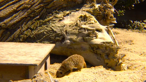 Suricate in captivity Video stock 66206664