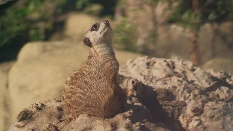 Suricate cute funny meercat Stock Footage 96417661