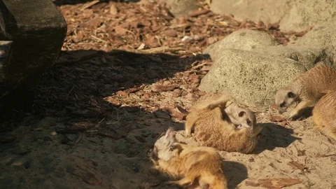 Suricate cute funny meercat Stock Footage 96417704