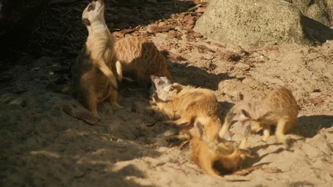 Suricate cute funny meercat Stock Footage 96417747