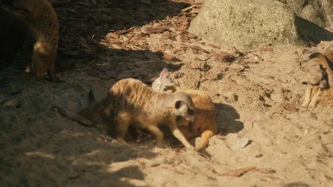 Suricate cute funny meercat Stock Footage 96417775