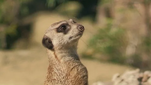 Suricate cute funny meercat Stock Footage 96417860