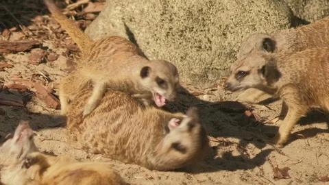 Suricate cute funny meercat Stock Footage 96417900
