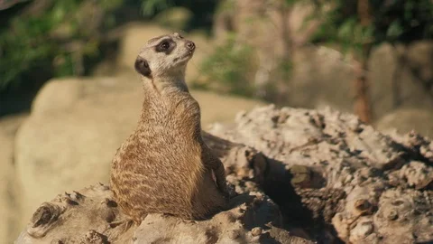 Suricate cute funny meercat Stock Footage 96438858