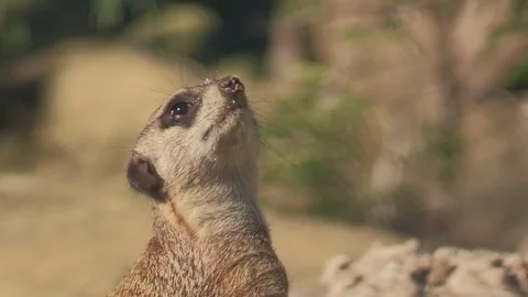 Suricate cute funny meercat Stock Footage 96438904