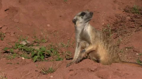 Suricate Stock-Footage 12311214