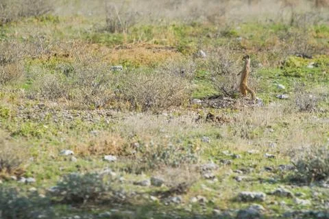 Suricate in guard position looking for predators. Stock Photos