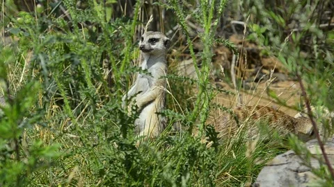 Suricate is looking out behind the greenery Stock Footage 90085694