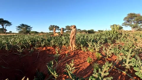 Suricate Meerkat standing and comically dozing off falling asleep while Stock Footage 264262181