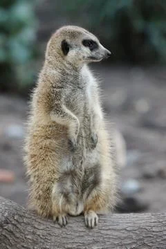 Suricate or Meerkat Stock Photos
