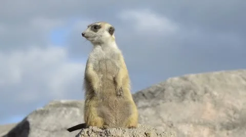 Suricate or meerkat standing in alert position 스톡 동영상 8950331