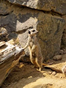 Suricate Stock Photos