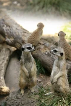 Suricate Stock Photos