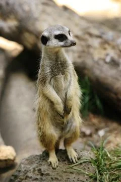 Suricate Stock Photos