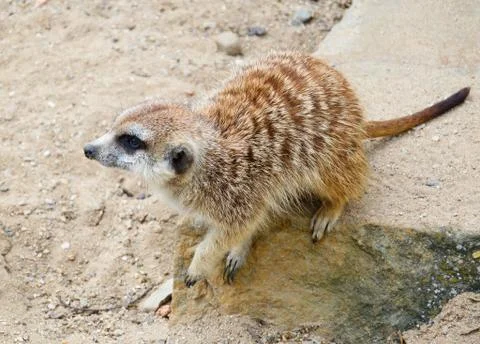 Suricate Фото