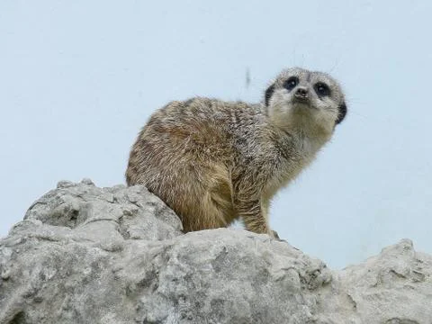 Suricate Stock Photos