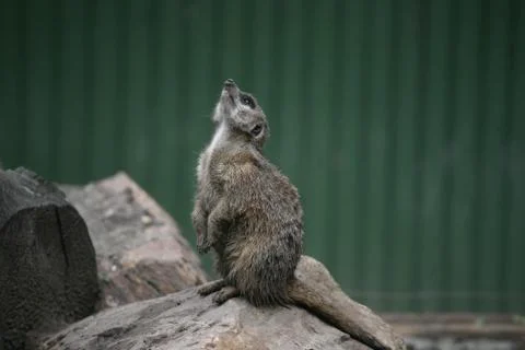 Suricate Stock Photos