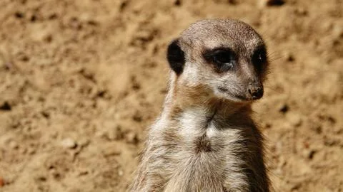 A suricate. Stock Photos