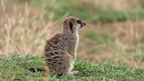 Suricate Sitting in Veld Stock Footage 204919682