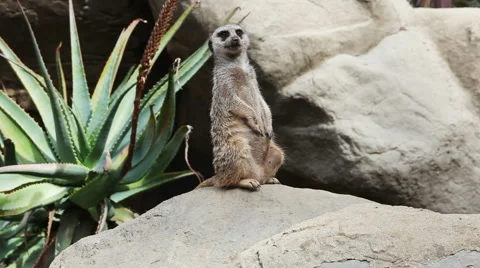 Suricate standing and looking around Stock Footage 57372407