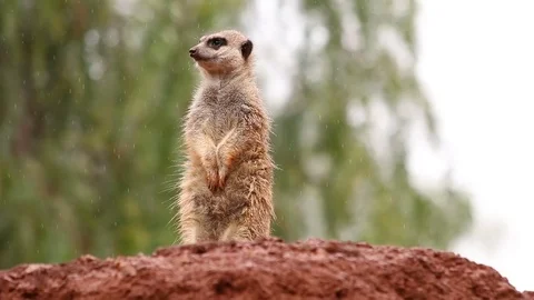 Suricate standing in the rain watching out from a rock observing the environment Video stock 72331214