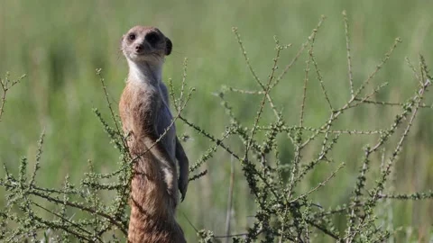 Suricate standing tall in a bush watching for danger Stock Footage 186579811