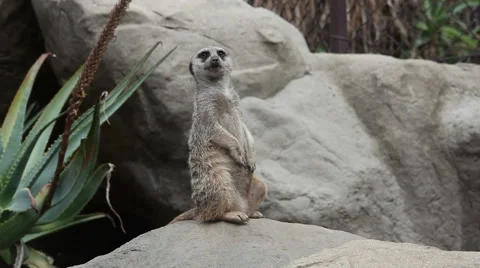 Suricate standing upright, watching Stock Footage 56628274